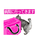 たけちよのネコのひなちゃん（個別スタンプ：3）