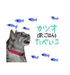 たけちよのネコのひなちゃん（個別スタンプ：8）