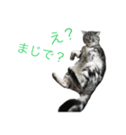 ねこのうめぼし。（個別スタンプ：11）