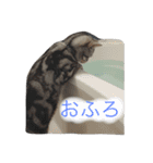 ねこのうめぼし。（個別スタンプ：14）