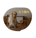 とあるゴールデンレトリーバーと先輩（個別スタンプ：1）