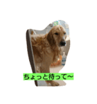 とあるゴールデンレトリーバーと先輩（個別スタンプ：3）
