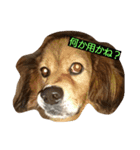 とあるゴールデンレトリーバーと先輩（個別スタンプ：4）