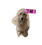 とあるゴールデンレトリーバーと先輩（個別スタンプ：7）