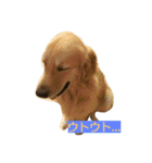 とあるゴールデンレトリーバーと先輩（個別スタンプ：14）