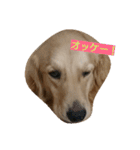 とあるゴールデンレトリーバーと先輩（個別スタンプ：16）