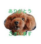 トイプードルのチロルとアポロ（個別スタンプ：4）