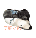 トイプードルのチロルとアポロ（個別スタンプ：5）