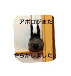 トイプードルのチロルとアポロ（個別スタンプ：6）