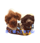 トイプードルのチロルとアポロ（個別スタンプ：9）