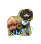 トイプードルのチロルとアポロ（個別スタンプ：12）