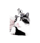 cat comic（個別スタンプ：1）