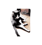 cat comic（個別スタンプ：2）