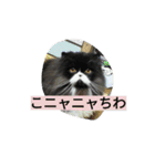 ハナさんスタンプ（個別スタンプ：8）
