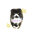 ハナさんスタンプ（個別スタンプ：15）