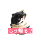 ハナさんスタンプ（個別スタンプ：27）