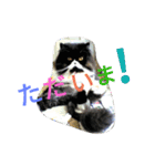 ハナさんスタンプ（個別スタンプ：28）