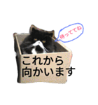 ハナさんスタンプ（個別スタンプ：33）