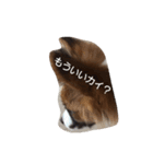 パピヨン犬のカイ君（個別スタンプ：4）