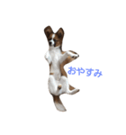 パピヨン犬のカイ君（個別スタンプ：5）