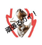 パピヨン犬のカイ君（個別スタンプ：6）