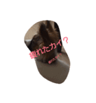パピヨン犬のカイ君（個別スタンプ：7）