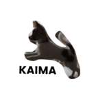 パピヨン犬のカイ君（個別スタンプ：11）