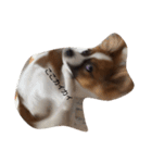 パピヨン犬のカイ君（個別スタンプ：12）
