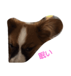 パピヨン犬のカイ君（個別スタンプ：13）