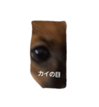 パピヨン犬のカイ君（個別スタンプ：14）