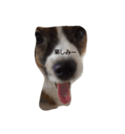 パピヨン犬のカイ君（個別スタンプ：15）