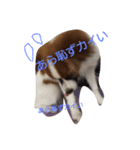 パピヨン犬のカイ君（個別スタンプ：18）