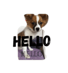 パピヨン犬のカイ君（個別スタンプ：19）