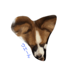 パピヨン犬のカイ君（個別スタンプ：20）