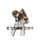 パピヨン犬のカイ君（個別スタンプ：21）