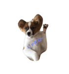 パピヨン犬のカイ君（個別スタンプ：24）