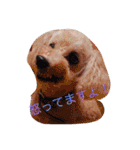 たろう家の娘とわんこ（個別スタンプ：12）