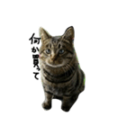 ねこが色々（個別スタンプ：1）