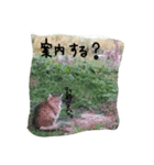 ねこが色々（個別スタンプ：2）