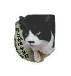 ねこが色々（個別スタンプ：3）