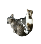 ねこが色々（個別スタンプ：4）