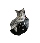 ねこが色々（個別スタンプ：5）