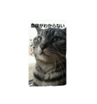 ねこが色々（個別スタンプ：9）