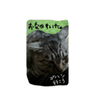 ねこが色々（個別スタンプ：12）