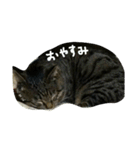 ねこが色々（個別スタンプ：16）