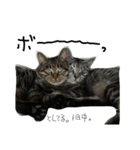 ねこが色々（個別スタンプ：17）