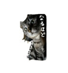 ねこが色々（個別スタンプ：19）