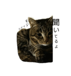 ねこが色々（個別スタンプ：20）