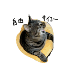 ねこが色々（個別スタンプ：21）