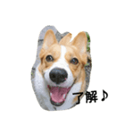 hikomaru_corgi（個別スタンプ：1）